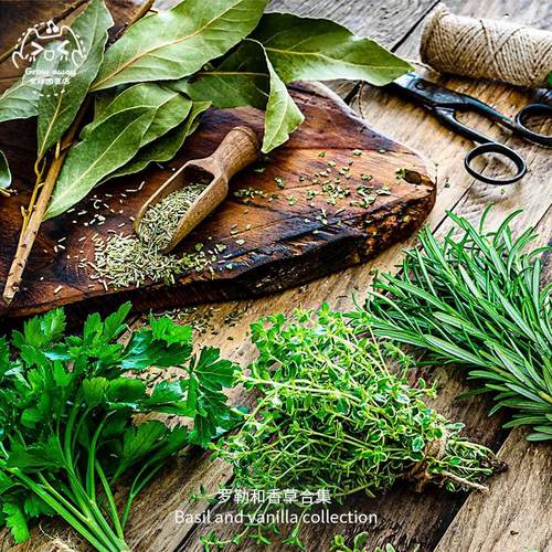 传家宝香草种子合集圣罗勒薄荷