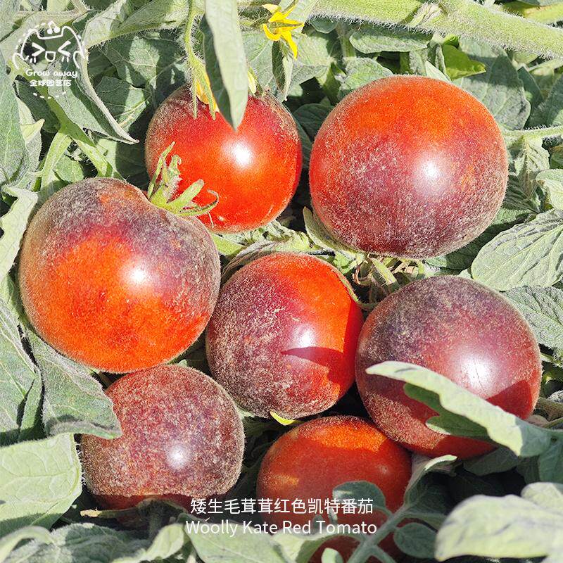 毛茸茸红色凯特矮生番茄种子浓郁酸甜紧凑高产传家宝室内阳台盆栽