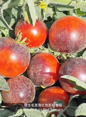 毛茸茸红色凯特矮生番茄种子浓郁酸甜紧凑高产传家宝室内阳台盆栽