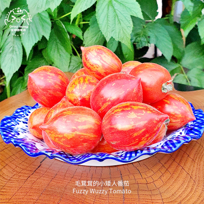 毛茸茸的小矮人番茄种子高产甜脆