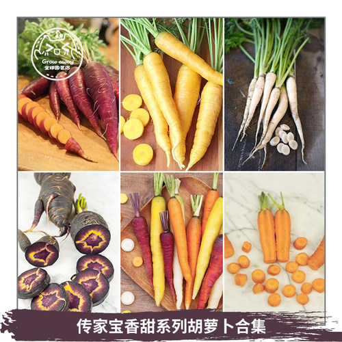 传家宝胡萝卜种子浓郁甜脆盆栽