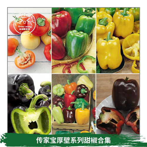 传家宝甜椒种子浓郁皮薄高产盆栽