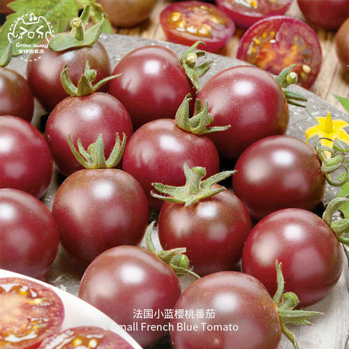 法国小蓝樱桃番茄种子多汁果香