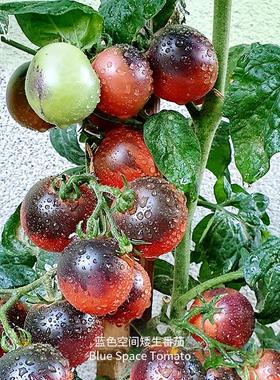 蓝色空间矮生番茄种子皮薄多汁浓郁果味传家宝家庭阳台微型盆栽