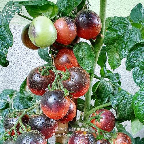 蓝色空间矮生番茄种子浓郁果味
