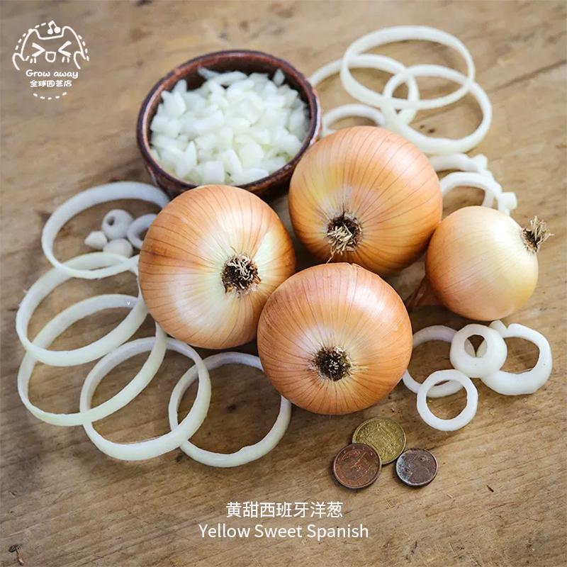 黄甜西班牙洋葱种子浓郁温和甜美耐储存传家宝春秋家庭阳台盆栽