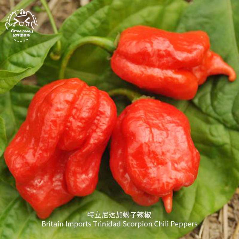 特立尼达加蝎子辣椒种子进口传家宝超级特辣可留种阳台盆栽蔬菜