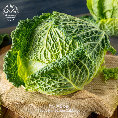 萨沃伊卷心菜种子嫩叶温和甜美