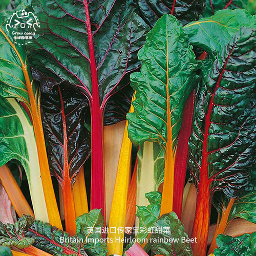 彩虹甜菜种子混合生菜四季盆栽