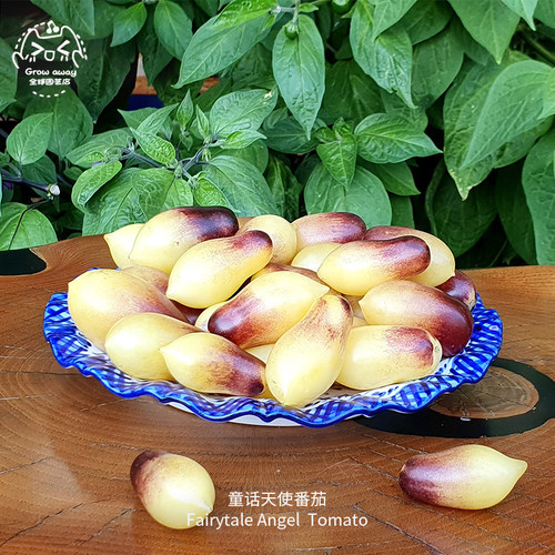 童话天使番茄种子传家宝果香多汁