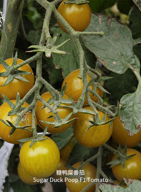 糖鸭屎番茄种子F1瀑布高产超甜抗裂糖度12抗TY病春秋花园阳台盆栽