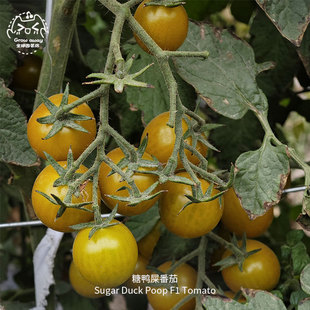 糖鸭屎番茄种子F1瀑布高产超甜抗裂糖度12抗TY病春秋花园阳台盆栽