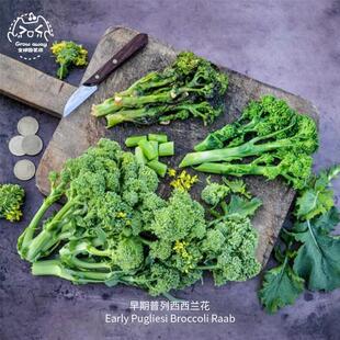 早期普列西西兰花种子早熟鲜嫩浓郁高产传家宝室内阳台春秋盆栽