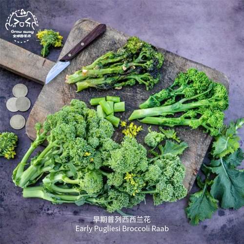 早期普列西西兰花种子鲜嫩高产