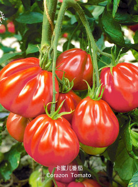 卡蜜尔牛排番茄种子浓郁皮薄多汁沙瓤传家宝春秋室内阳台盆栽蔬菜