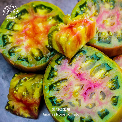 黑凤梨牛排大番茄种子浓郁芳香