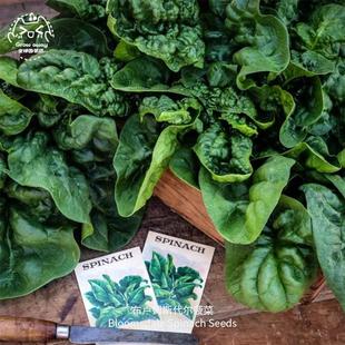 布卢姆斯代尔菠菜种子鲜嫩多汁高产浓郁传家宝春秋室内阳台盆栽