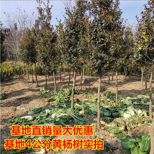 四季常青小叶瓜子独杆黄杨树苗盆栽地栽 文人高杆黄杨盆景素材苗