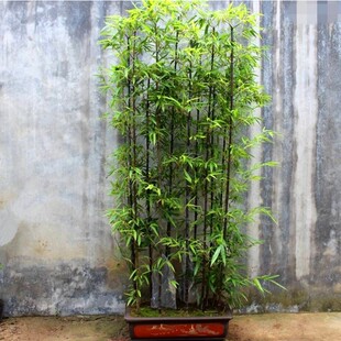 四季常青竹子苗 青竹苗 紫竹苗 湘妃竹 金镶玉竹 罗汉竹庭院盆栽