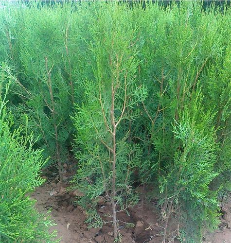 侧柏树苗侧柏树苗塔柏