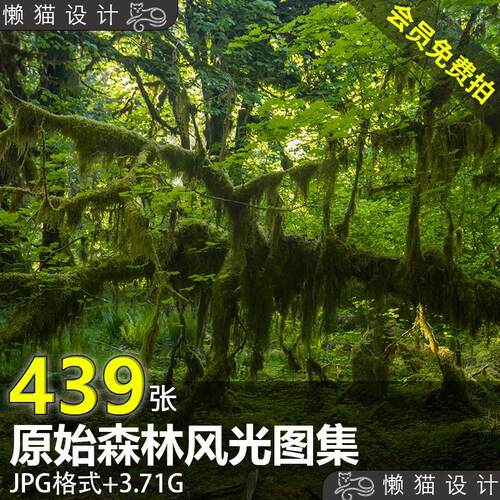 原始森林风光图集 无人岛沼泽写实场景可商用背景素材4K高清图片