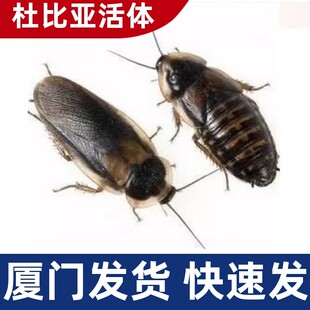 厦门杜比亚蟑螂活体饵饲料蜥蜴龙鱼蝎子守宫蜘蛛活食昆虫爬宠活虫