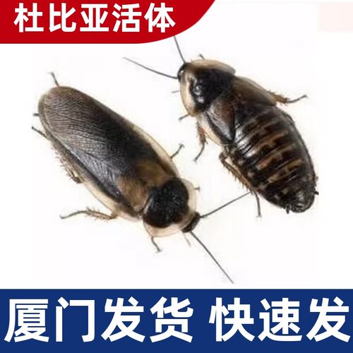 厦门杜比亚蟑螂活体饵饲料