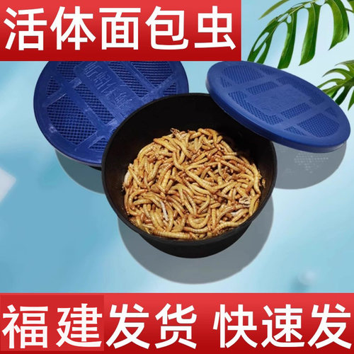 福建发货面包虫活体黄粉虫活虫