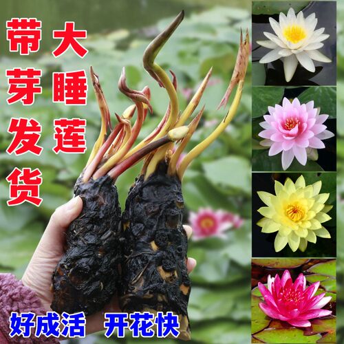 四季睡莲花鱼缸睡莲根块带花芽庭院花卉盆栽水培植物大小睡莲花苗