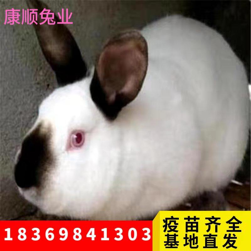 伊拉兔活体纯种八点黑种兔子活物一对家养大型肉兔幼兔活兔养殖高性价比高么？