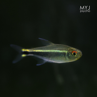 南美小型观赏鱼 哥伦比亚梅塔灯 哥梅 【梦游家水族】