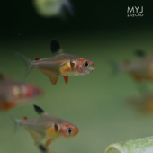 梦游家水族 潘旗 潘塔纳尔扯旗 南美小型观赏鱼