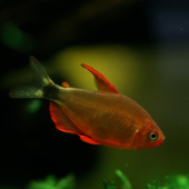 梦游家水族 宝狮灯 恶魔凯蒂 南美小型观赏鱼