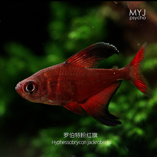 罗伯特粉红旗，发色暗红，南美小型观赏鱼【梦游家水族】