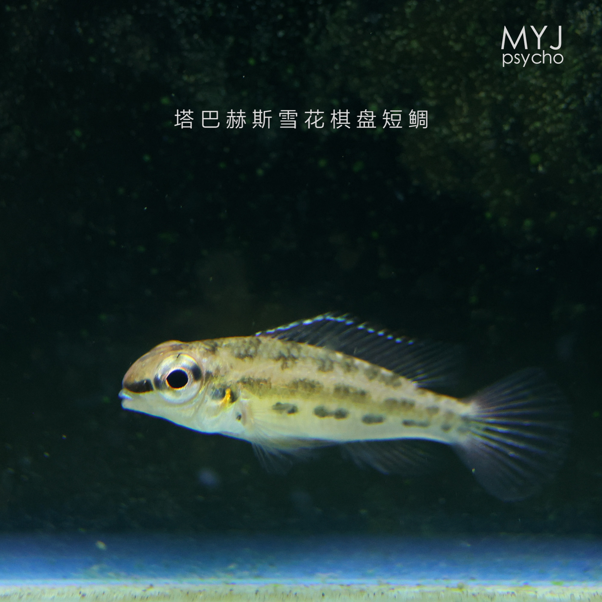 南美小型观赏鱼-尼格罗雪花棋盘短鲷 塔巴赫斯雪花棋盘短鲷