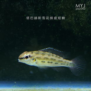 南美小型观赏鱼-尼格罗雪花棋盘短鲷 塔巴赫斯雪花棋盘短鲷