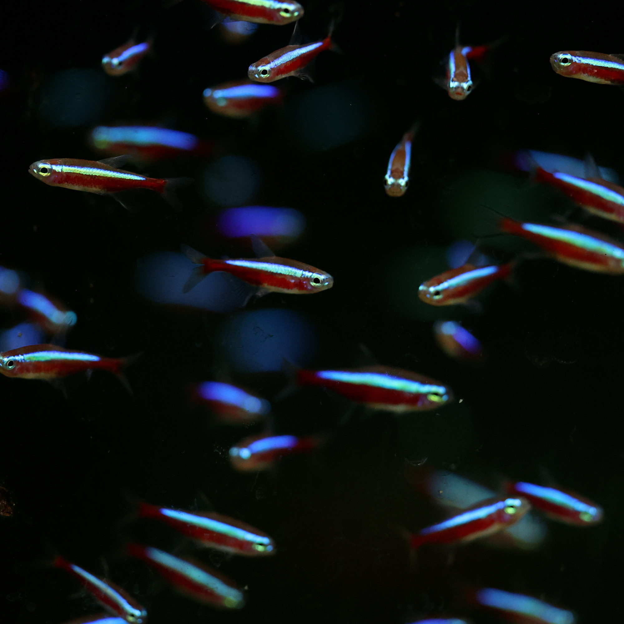 南美小型观赏鱼-巴西宝莲灯，印尼人工宝莲灯