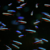 南美小型观赏鱼 印尼人工宝莲灯 巴西宝莲灯