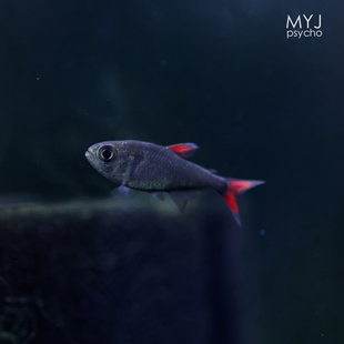 南美小型观赏鱼-灰太狼 黑丝绒血鳍【梦游家水族】