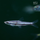 梦游家水族 南美小型观赏鱼 绿线铅笔