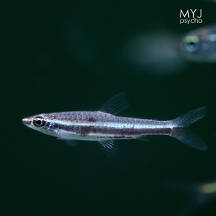 南美小型观赏鱼- 绿线铅笔【梦游家水族】