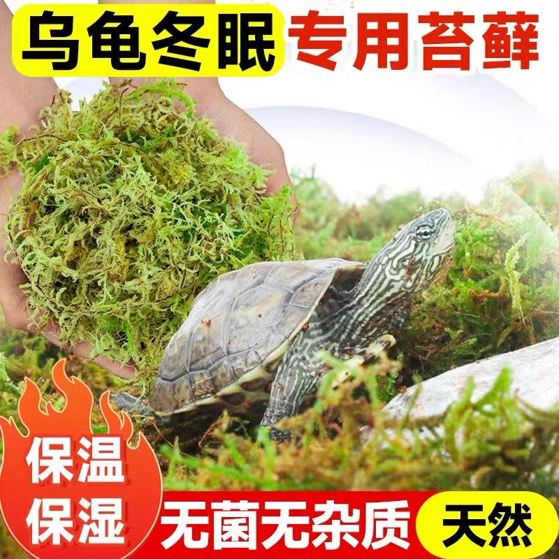 爬宠蜥蜴苔藓角蛙乌龟过冬眠青苔