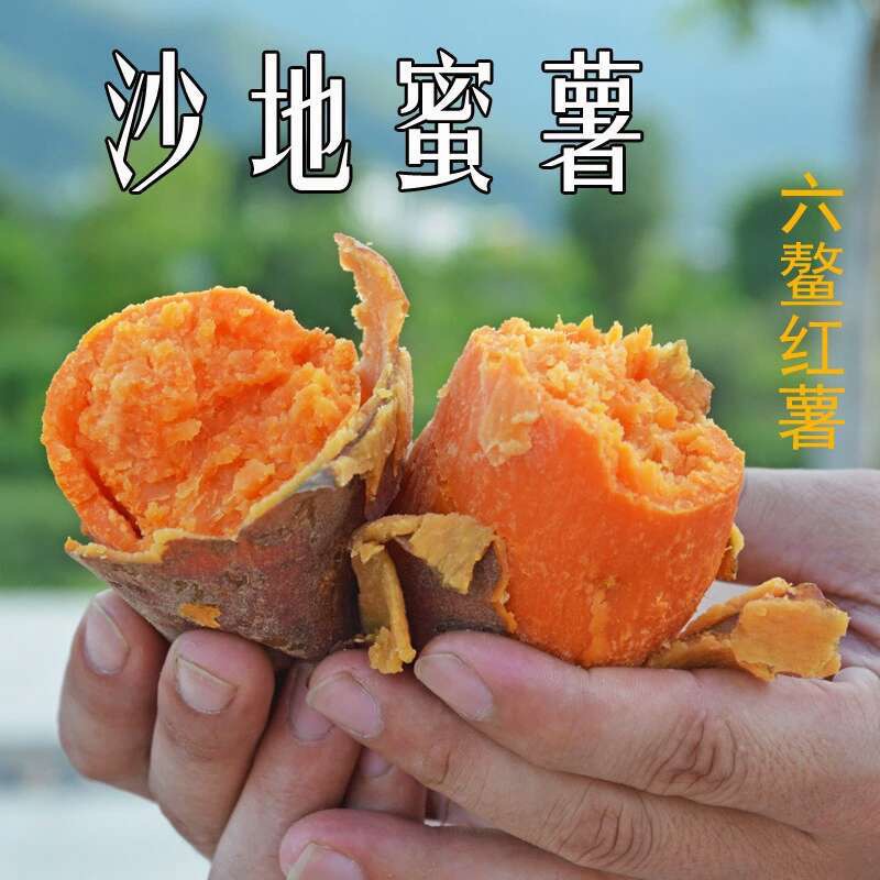 大叶红六鳌红薯沙地蜜薯福建漳州特产5斤地瓜番薯富硒甜糯8-14个
