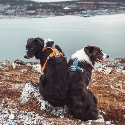 Non-stop dogwear挪威Lineharness5.0莱恩牵引背带胸背适合各类狗