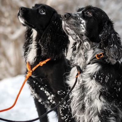 挪威Nonstop猎犬项圈P绳专业训练牵引绳户外材质耐磨狗狗牵引绳