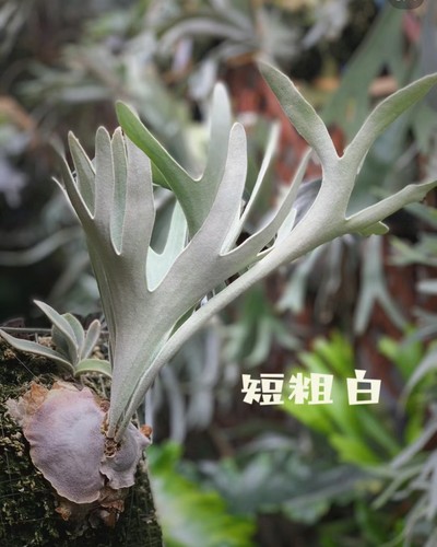 立叶银鹿鹿角蕨，银色系列，板植挂墙植物ins网红热植鹿角蕨