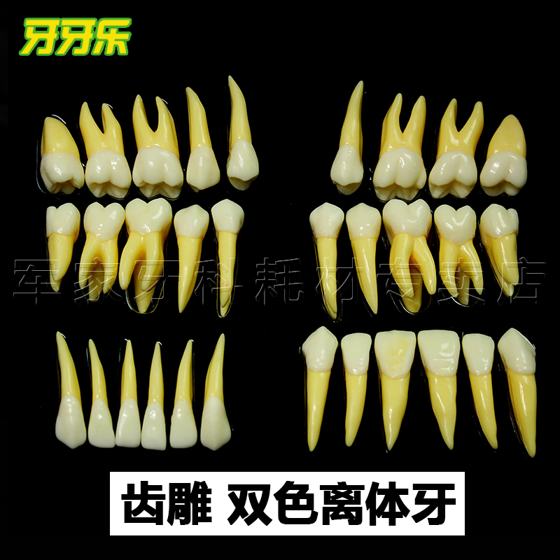 牙科模型 牙体 雕刻离 体牙 口腔模型 牙科教学模型 双色恒牙模型