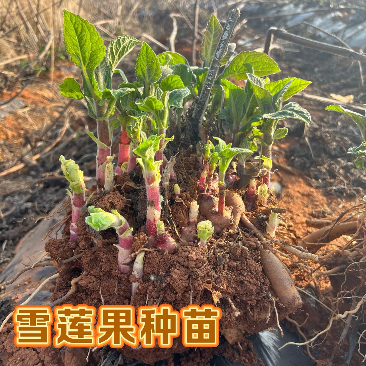 云南天山雪莲果种子黄心红心雪莲果水果蔬菜特级当季直发