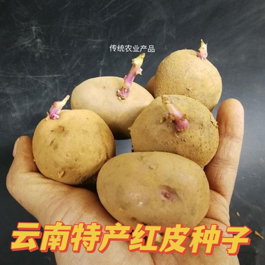云南土豆种子黄皮红皮黄心土豆种子 马铃薯 洋芋种子 新鲜土豆