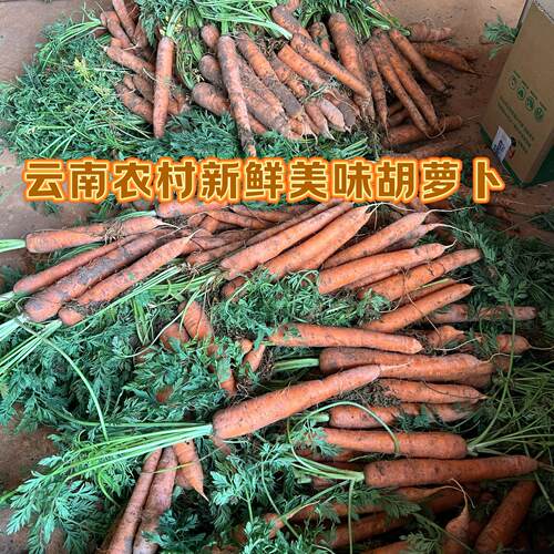 农家种非转基因小胡萝卜云南露天种新鲜红萝卜现挖带叶子带泥发货